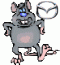   Rat